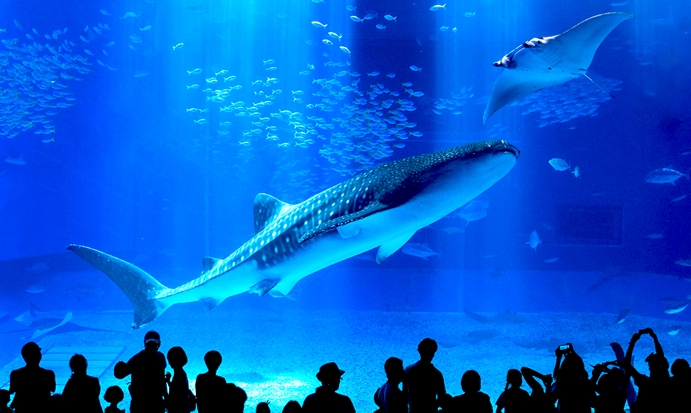 沖縄美ら海水族館